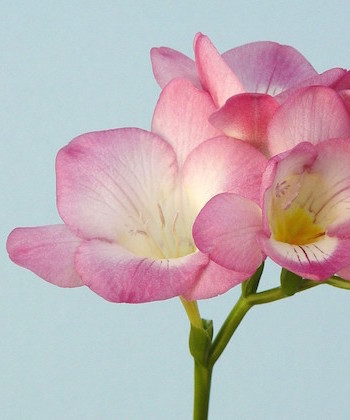 Freesia