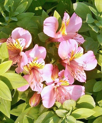 alstroemerias for the home