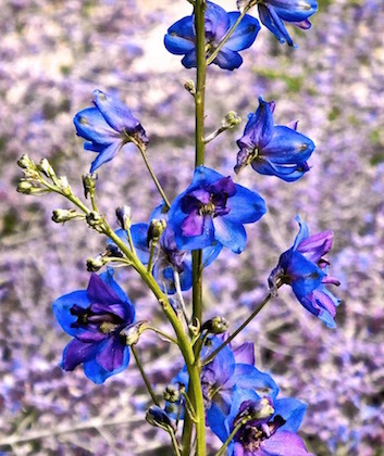 delphiniums for the home
