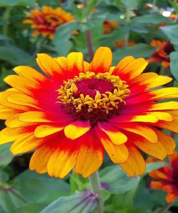 zinnias