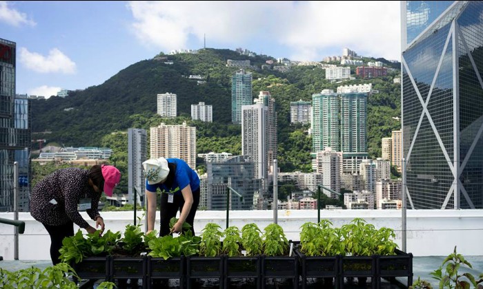 Urban Farming