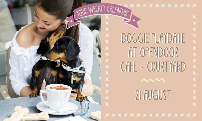 Doggie Playdate at Opendoor Cafe and courtyard