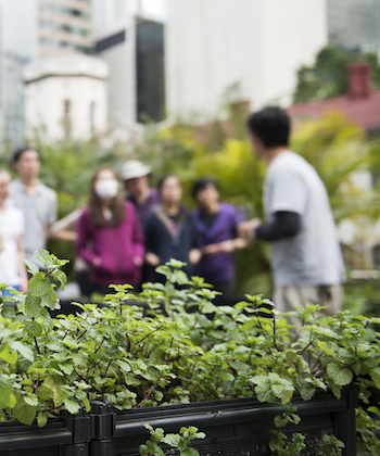 Urban farming - hobbies to try in 2017