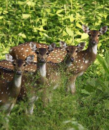 kerala sight seeing - family travel