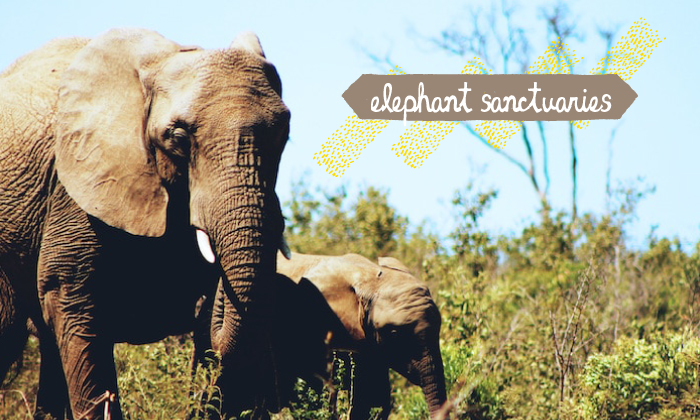 elephant sanctuaries