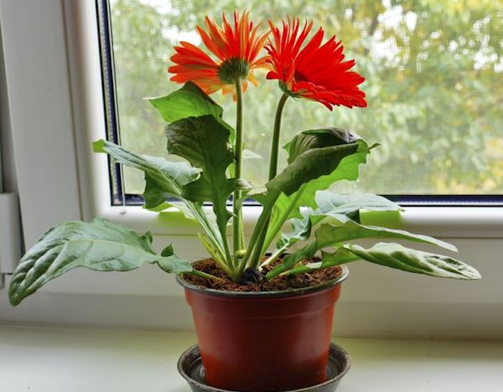 House plant Gerbera daisy in flower pot placed next the window