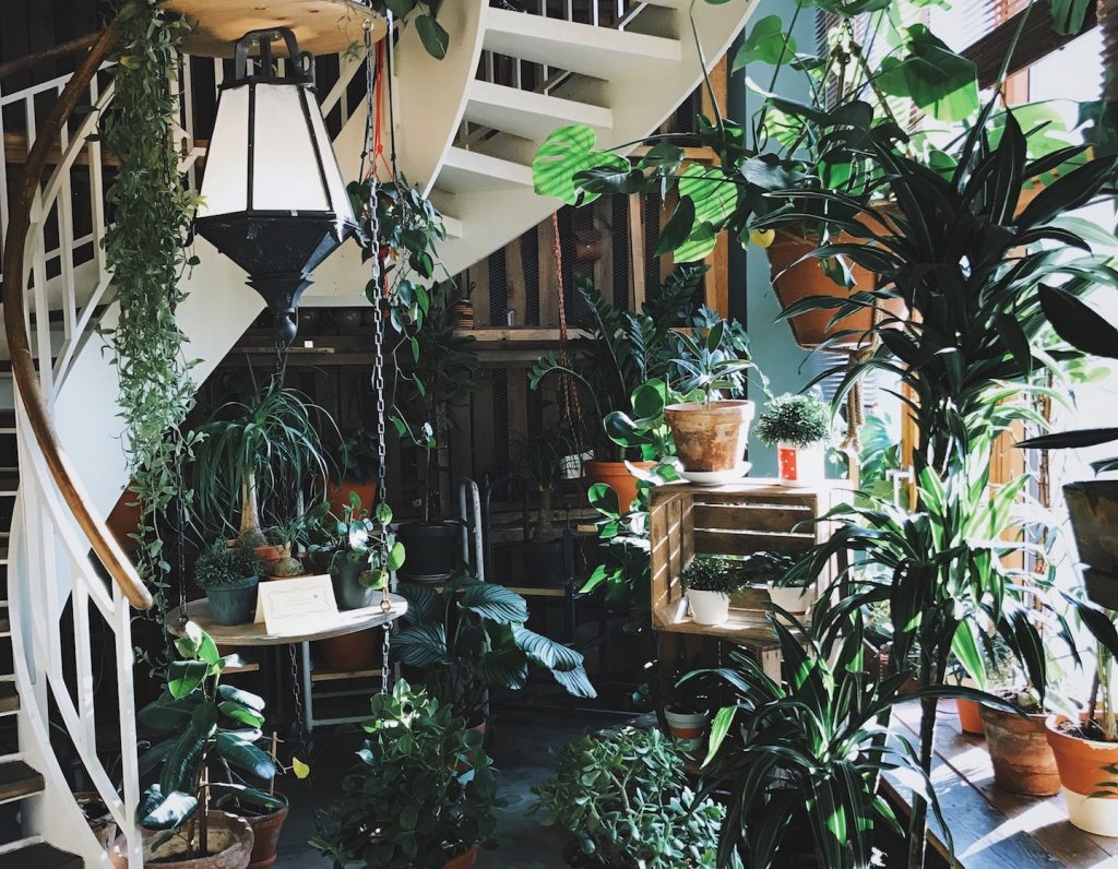 indoor plants