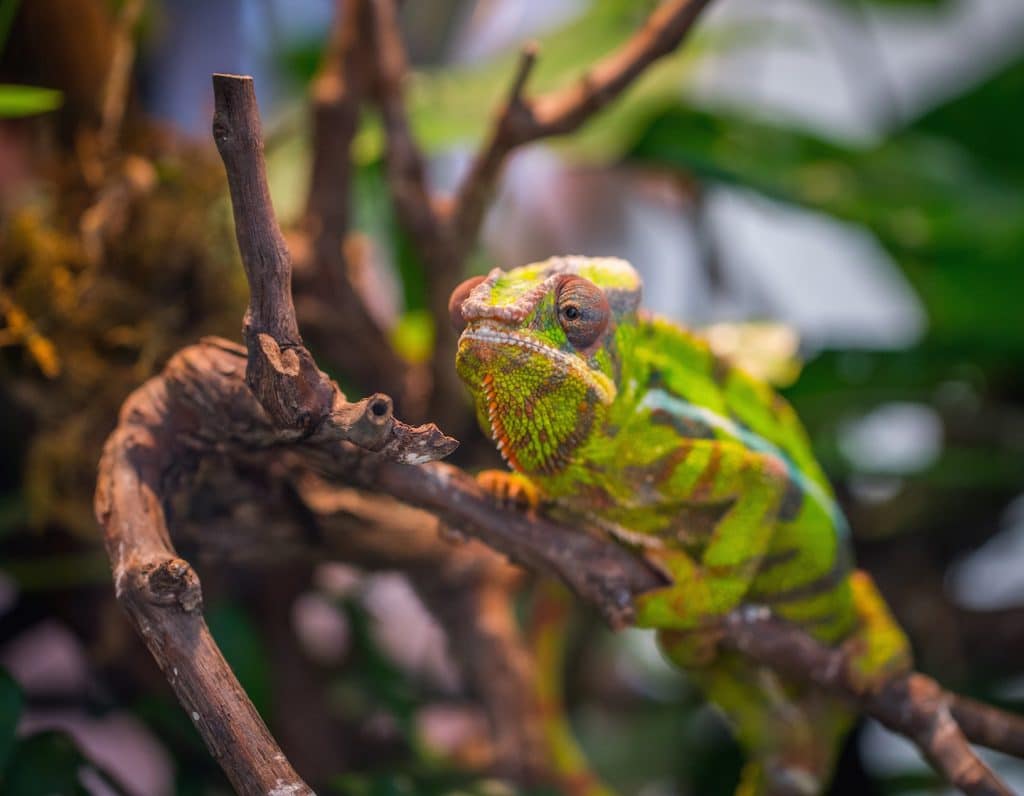 Chameleon in zoo