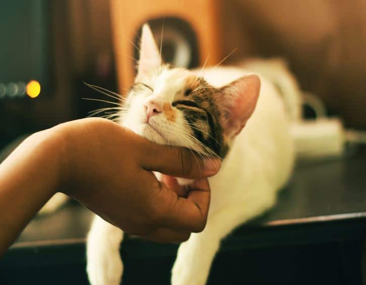Cat cafe Hong Kong animals