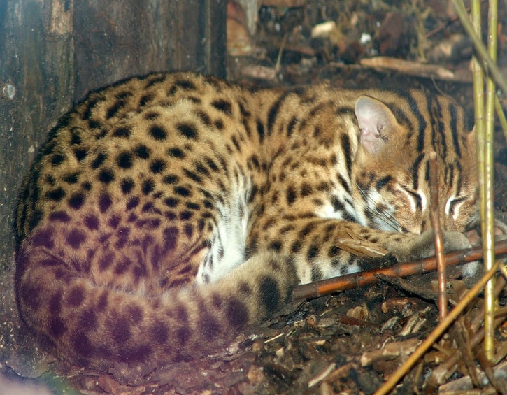Leopard