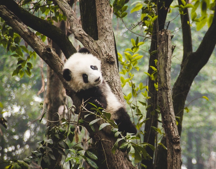 Mother Daughter travel Pandas in China