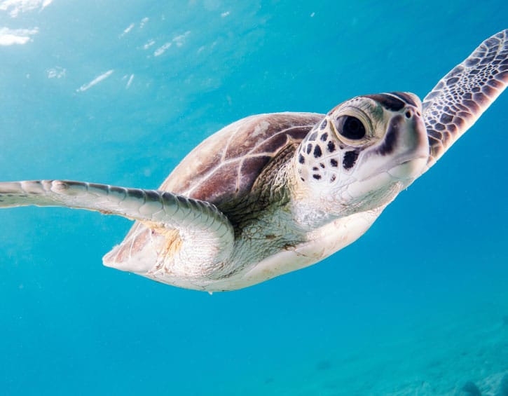 Malaysia sea turtle