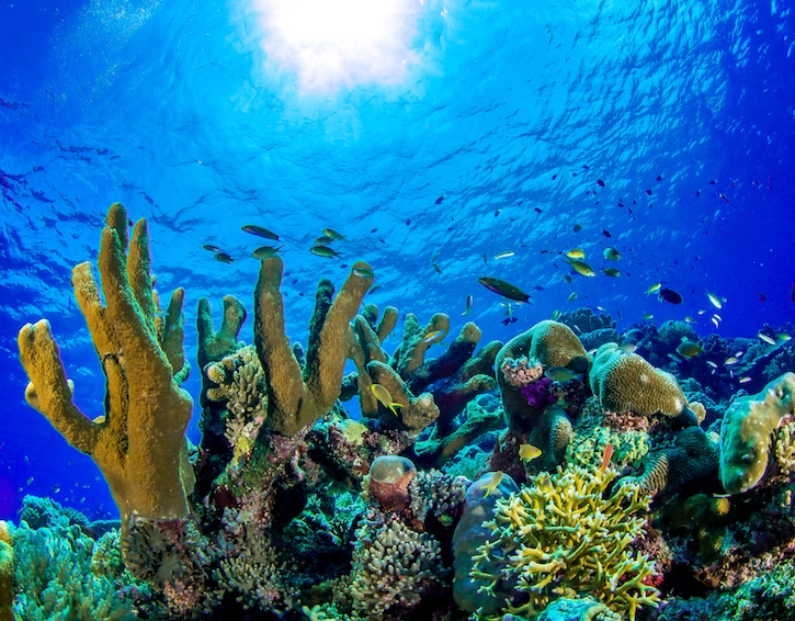 Tubbataha Reef National Marine Park, Philippines