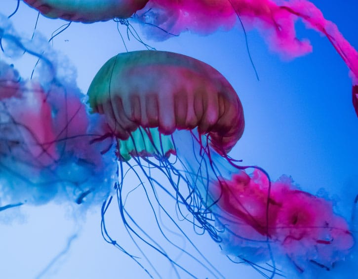 Indonesia scuba diving jelly fish