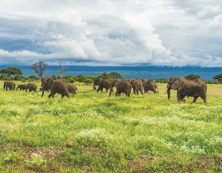 Tanzania-safari-ethical-animal-tourism-elephants