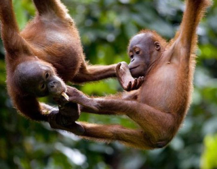 Borneo orangutan