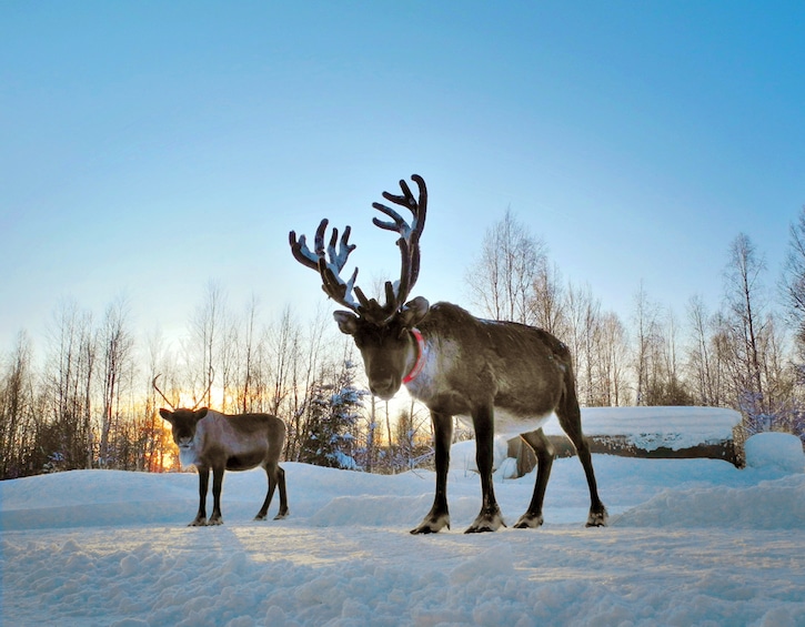 Swedish Lapland Jacada