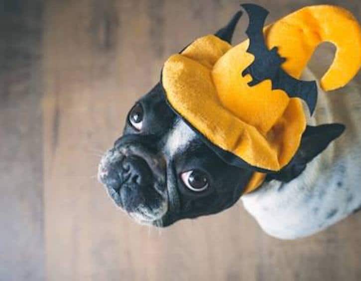 halloween-dog-event-blacksheep-group-picture
