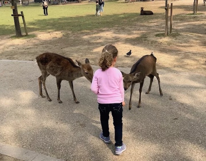 travel kyoto japan nara deer