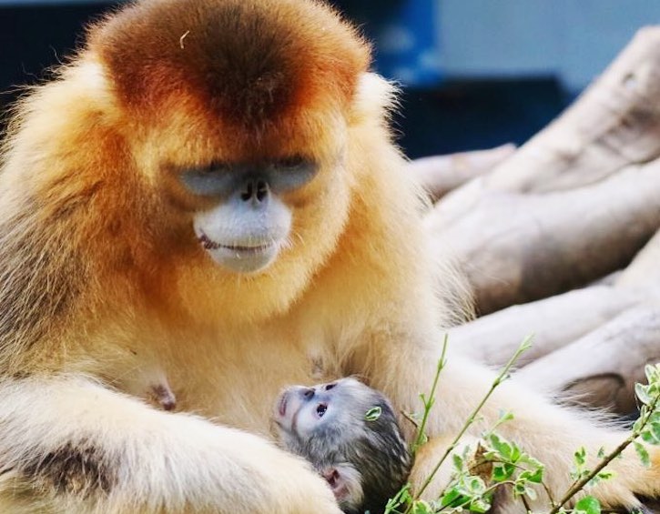 whats on may activities ocean park golden snub nosed monkey