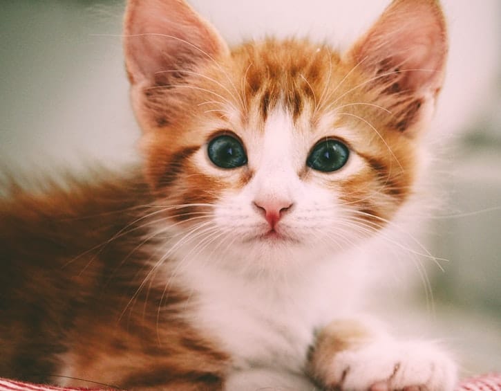 family life vets pets emergency