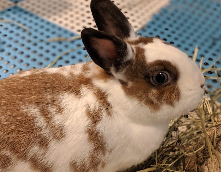 family life vets pets emergency rabbits