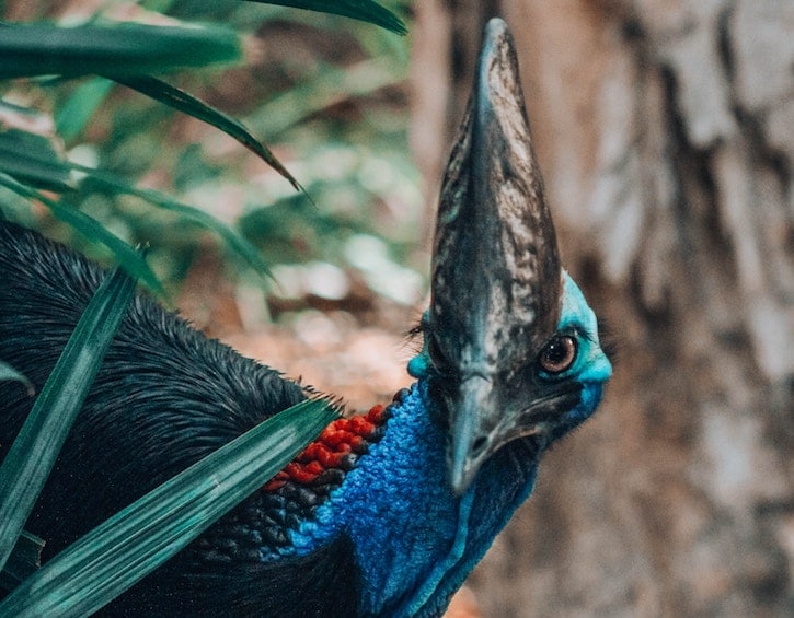 travel cairns Queensland Australia cassowary