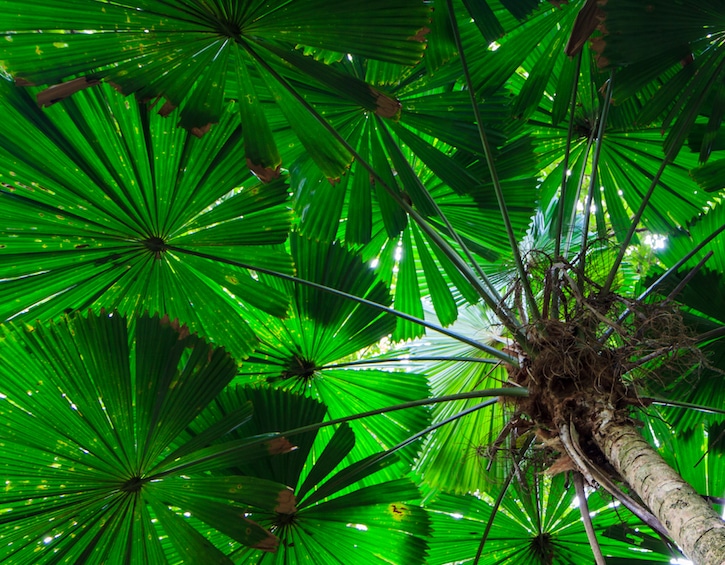 travel cairns Queensland Australia fan palm Daintree rainforest
