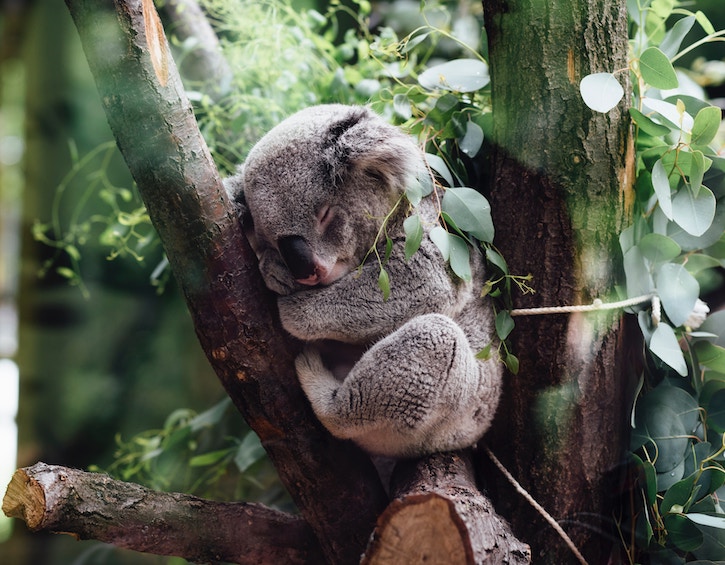 travel cairns Queensland Australia koala