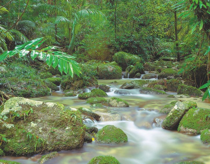 travel cairns Queensland Australia Mossman gorge