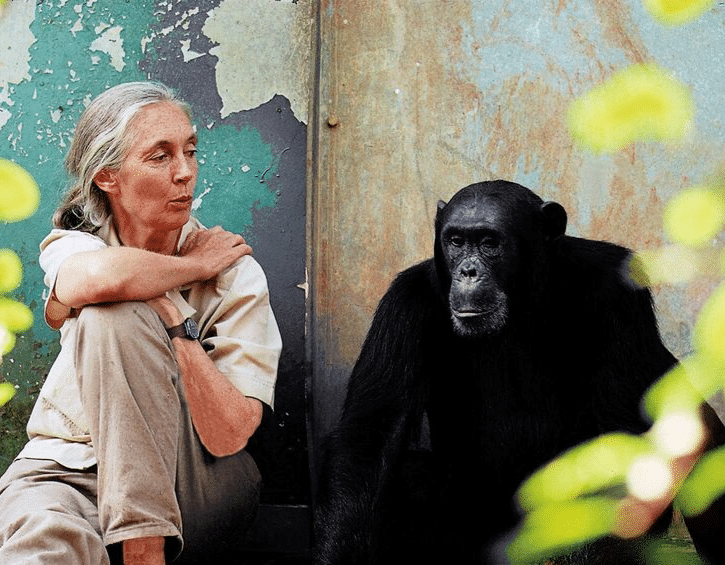 Free Hong Kong Events For Kids: Jane Goodall Film Screening