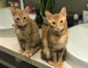 Pet Adoption In Hong Kong: Animal Charities And Rescue Organisations