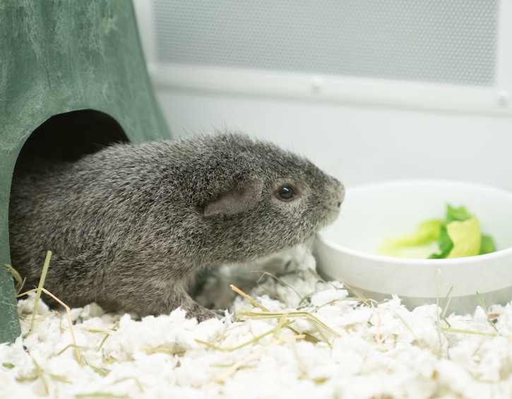 Pet Adoption In Hong Kong: Animal Charities And Rescue Organisations