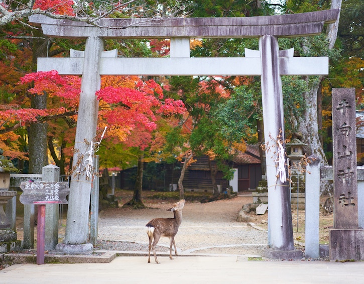 travel Osaka Japan nara deer park