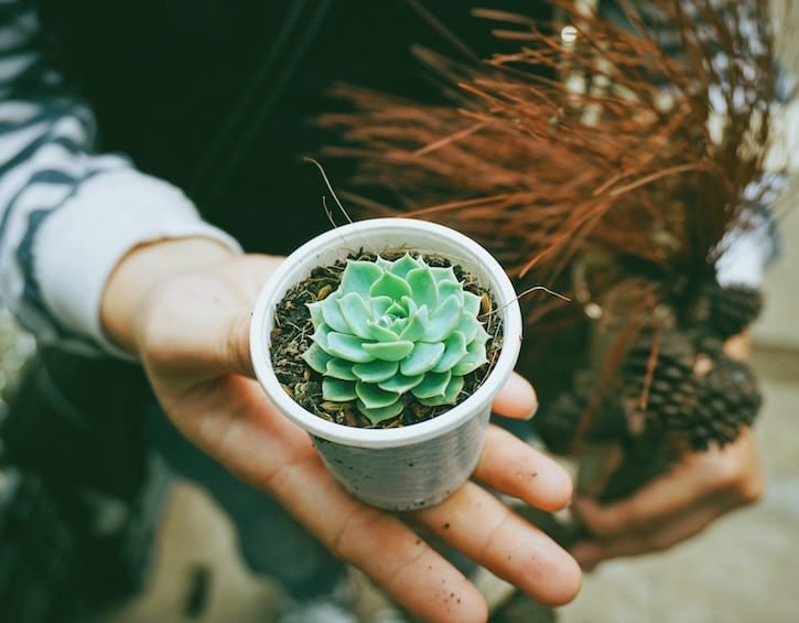 home DIY succulent planters hand
