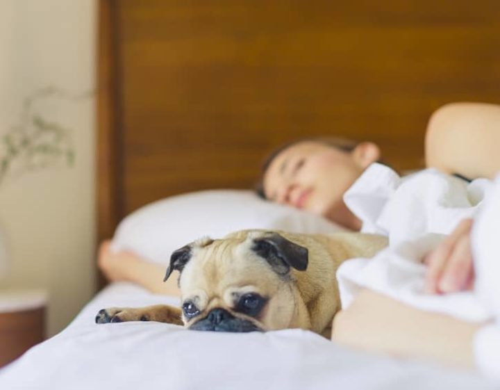 family life pet friendly hotels hk budget