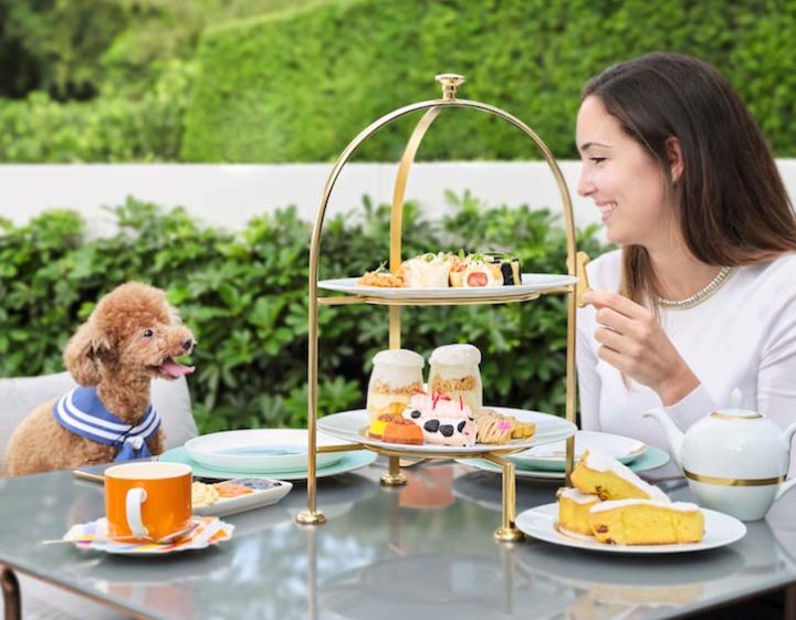 family life pet friendly hotels hk murray