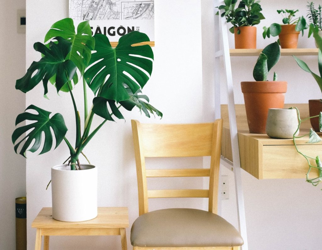 home indoor plants hong kong