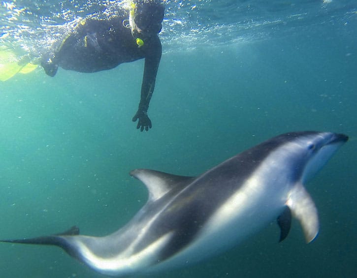 travel New Zealand dolphin encounter snorkel kaikoura