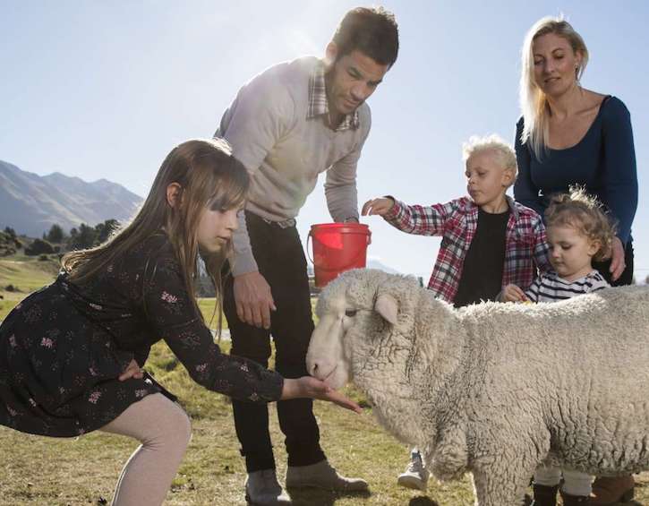 travel Queenstown New Zealand sheep