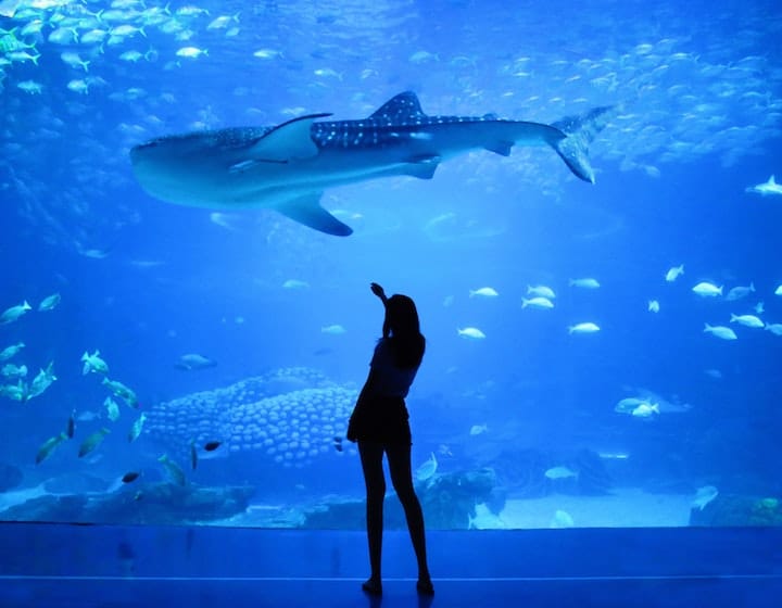 aquarium virtual tours learn travel