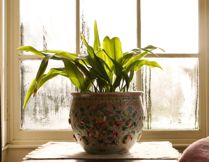 house plants Hong Kong air quality home