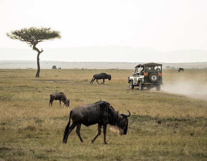 safari virtual tours learn travel