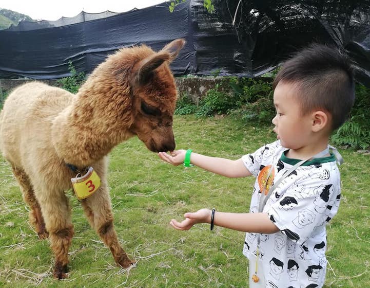 alpacas go green organic pineapple farm whats on