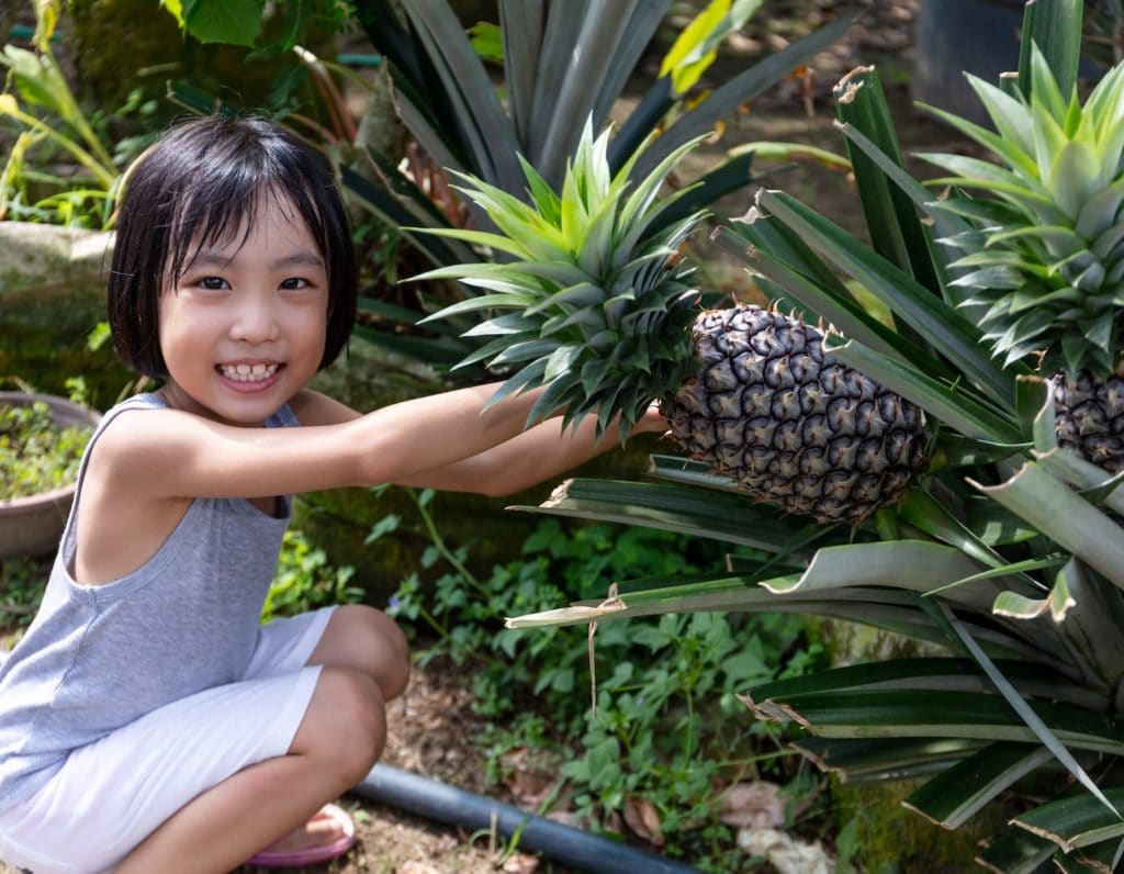 hero go green organic pineapple farm Hong Kong whats on