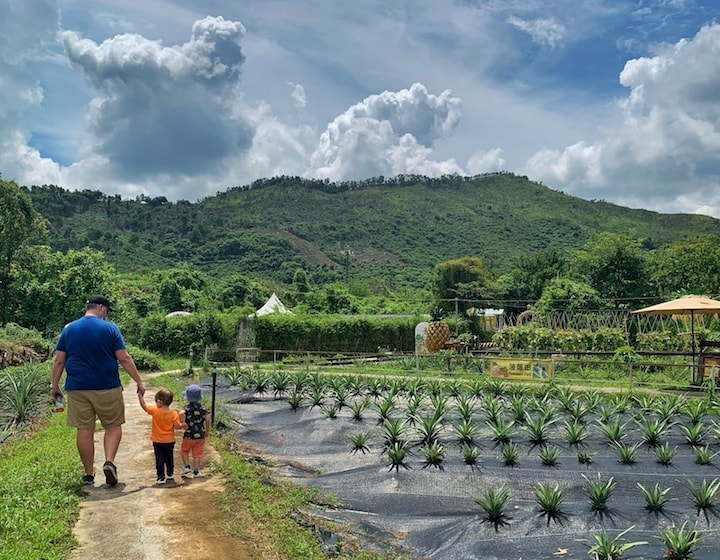 pineapple fields go green organic farm