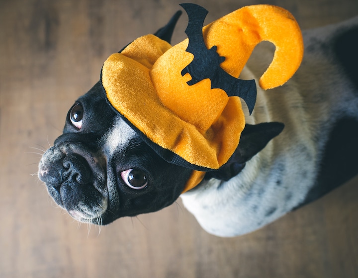 SMHK Events Stazione Novella Hosts Doggy Halloween