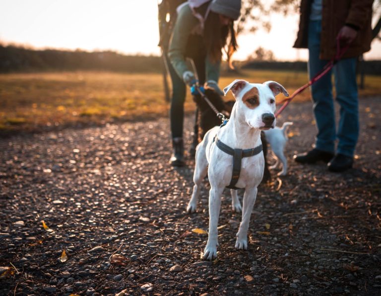 love for animals making human connections hero