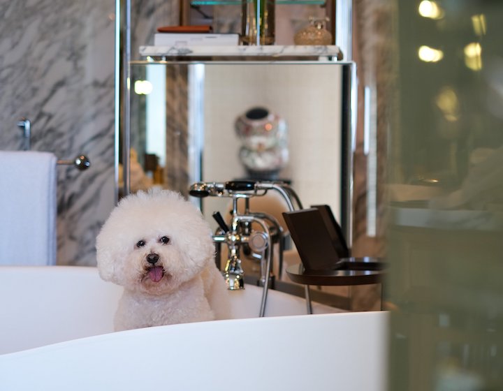 Pet-friendly staycations Rosewood Hong Kong