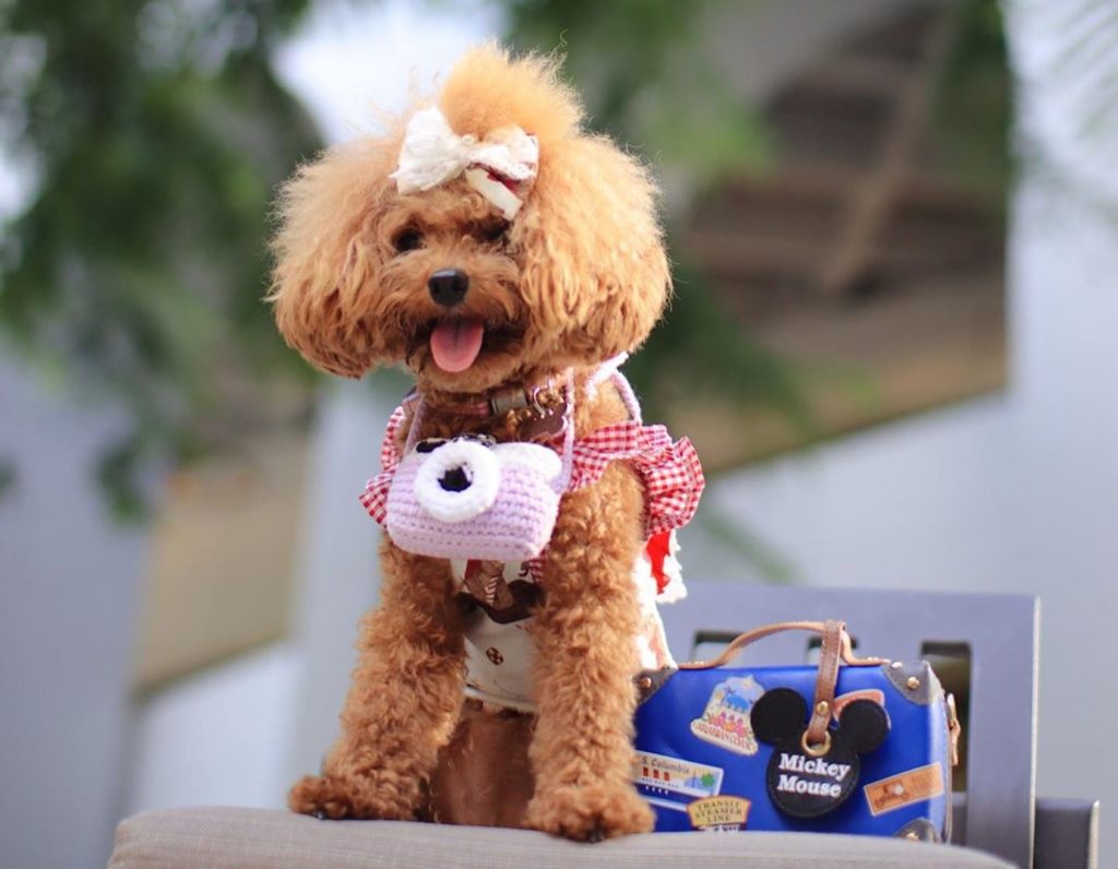pet-friendly hotels in Hong Kong, The Murray